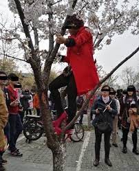 Nama taman sakura berkaitan dengan keberadaan tanaman bunga sakura di objek wisata ini. Demi Selfie Yang Eksentrik Mereka Rela Merusak Keindahan Sakura Semoga Ini Yang Terakhir Kalinya Terjadi