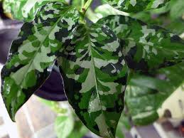 Aglaonema Pictum Tricolor Plants Growing Gardens Plant Leaves