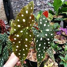 Selain itu, anda dapat menyadari dan menyita manfaat terhadap bunga sekaligus menaikkan ilmu tentang berbudidaya. Jual Tanaman Hias Begonia Polkadot Pulkadot Tanaman Bunga Begonia Polkadot Angel Wing Terbaru Juni 2021 Blibli