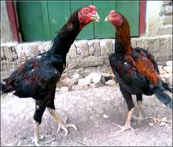 We did not find results for: Racikan Pakan Ternak Ayam Bangkok Alternatif Paling Hemat