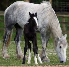 Look Rare Horse Born In England Rare Horses Horses Animals