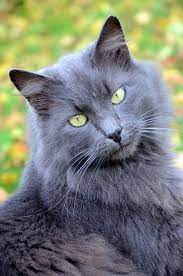 looking fuuuuurbulous yummypets cats and kittens
