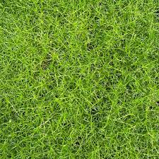 Image result for Sagina