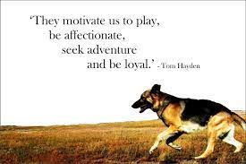 Pin On Dog Quotes