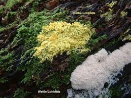 Weisse Lohblute Weisse Hexenbutter Weisser Septicaschleimpilz Fuligo Septica Var Candida Hexen Butter