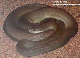Olive Python Liasis Olivaceus Reptiles Of Australia Python Snake Reptiles
