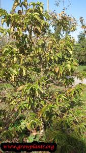 Image result for Vangueria