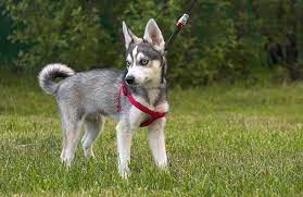 Alaskan Klee Kai Puppies Price Breeders Size Appearance All Things Dogs Alaskan Klee Kai Alaskan Dog Breeds Alaskan Klee Kai Puppy