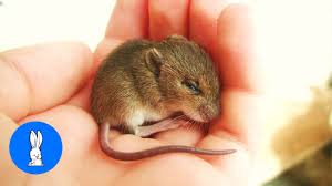 Baiting involves you luring the mouse in with a treat, without trapping them. Smart Mouse Does Tricks Cutest Compilation Youtube