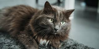 ‪14 Unexpected Facts About Male Cats (#7 Is Disturbing) - Cats.com‬‏
