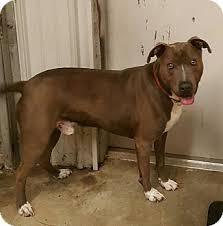 Gainesville pet rescue is a nonprofit organization dedicated to finding homes for cats and dogs. Gainesville Ga Weimaraner Meet Blue A Dog For Adoption Http Www Adoptapet Com Pet 10963613 Gainesville Georgia Dog Adoption Weimaraner Weimaraner Dogs