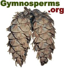 Image result for Pseudobromus engleri