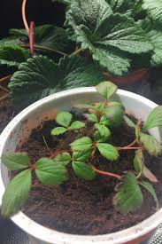 In this section you will find pictures of edible and poisonous berries. What Type Of Strawberry Plant Is This Gardening Landscaping Stack Exchange