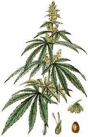 See weed drawings stock video clips. Hemporium Prints