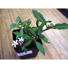 Image result for Mitriostigma