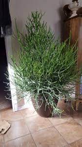 Pencil Cactus Growing Tips Keep The Plant Near A Sunny Window Water Every Couple Of Weeks The Plant Has Low Wateri Indoor Cactus Plants Plants Indoor Plants