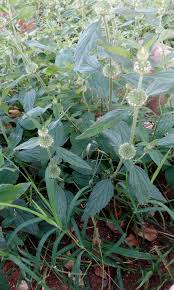 Image result for Leucas martinicensis