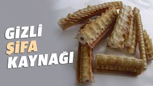 Kopek Baligi Kikirdaginin Faydalari Mucizevi Etkiler 2019 Kopek Baligi Kopek Memeliler