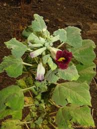 Image result for Pedaliaceae