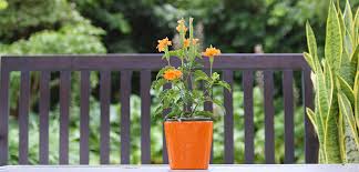 Image result for Crossandra fruticulosa