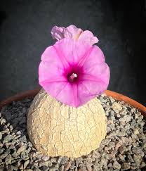 Image result for Kedrostis leloja