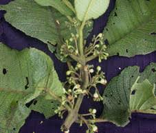 Image result for Monimiaceae