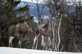 If you like den stora älgvandringen, you may like: Slow Tv Project Follows Sweden S Elk For 450 Hours The Local