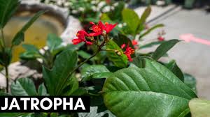 Image result for Jatropha scaposa