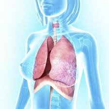 The abdomen contains all the digestive organs including the stomach small and large intestines pancreas liver and gallbladder. Female Muscle Anatomy Chest