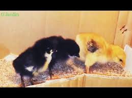 Comment faire taire un coq et épargner à ses voisins son chant répétitif. Comment Elever Des Poussins Chez Soi C Est Pratique Et Facile Poussins Animaux Poule