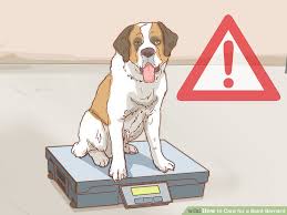 How To Care For A Saint Bernard 15 Steps With Pictures