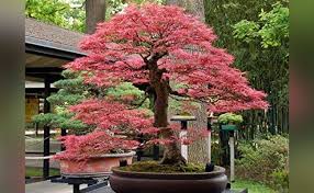 In fact, the term bonsai literally means planted in a container in japanese. Top 10 Bonsai Plants