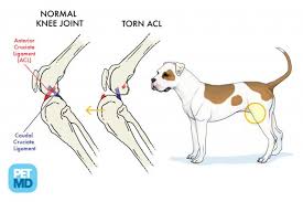 Hind leg weakness in dogs is pretty common. Cranial Cruciate Ligament Medical Diagram Torn Knee Ligament In Dogs Petmd