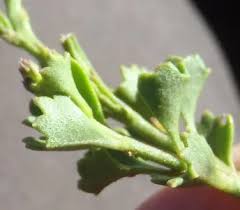 Image result for Chascanum