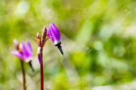 California gardening introduces you to the joys of gardening and growing your own vegetables , fruits and flowers. Close Up Henderson S Shooting Star Primula Hendersonii Wildflower Stock Photo Picture And Royalty Free Image Image 120334723