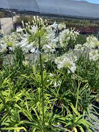 Image result for Agapanthus africanus