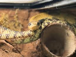 Montana reptile,amphibian and aquarium owners.