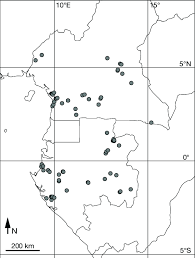 Image result for Rhabdophyllum