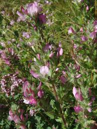 Image result for Microcharis remotiflora