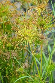 Image result for Cyperus haspan