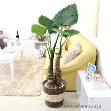 魅力的な観葉植物のクワズイモを飾る クワズイモ 観葉植物 蒸散