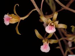 Image result for Eulophia