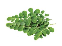 Image result for Moringa