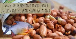 Cara Meracik Umpan Kacang Ikan Bawal Galatama Yang Sudah Terbukti Ampuh Dan Jitu Dengan Tambahan Essen Dari Aquatic Essen Khusus Gala Kacang Essen Makanan Ikan