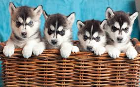 It is believed that the siberian husky has their origin among a group of siberian nomads called the chukchi. Der Siberian Husky Unser Rassenportrait Modern Dogs De