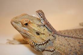 So Cute Rocky Is A Little Bigger Than The Small One Hard To Imagine He Is Going To Get As Big As Th Baby Bearded Dragon Bearded Dragon Funny Bearded Dragon