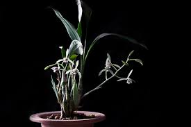 Image result for Chlorophytum lancifolium