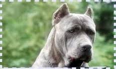 Cane Corso Ozellikleri Nasil Bir Kopektir Bakimi Kolay Midir
