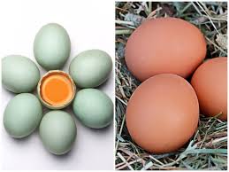 Yuk, ketahui kandungan gizi telur dari berbagai jenis dengan membaca tulisan ini hingga tuntas! Perbandingan Telur Bebek Dan Telur Ayam Mana Yang Lebih Tinggi Kolesterolnya Semua Halaman Bobo