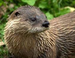River Otter Facts Top 20 Interesting Facts About North American River Otters Otter Facts River Otter Otters